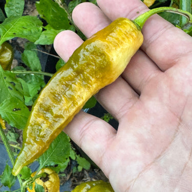 Bhut Jolokia Solid Gold - Seeds - The Pepper Pantry (Formerly Marie Sharp's)